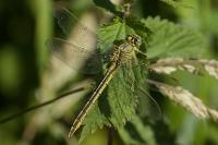 Gomphus pulchellus