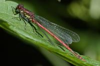 Pyrrhosoma nymphula