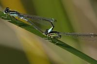 Ischnura elegans