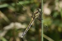Orthetrum albistylum