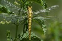 Orthetrum cancellatum