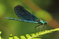 Calopteryx virgo