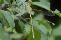 Lestes barbarus