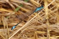 Ischnura elegans