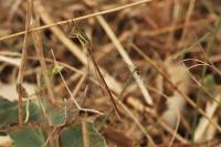 Lestes barbarus