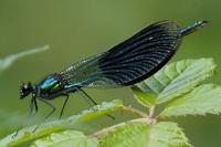Calopteryx splendens