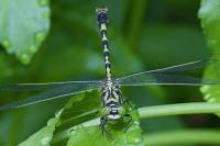 Onychogomphus forcipatus