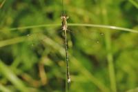 Lestes barbarus