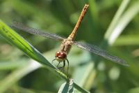 Sympetrum sanguineum