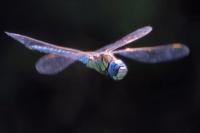 Aeshna affinis