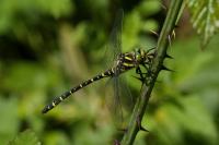 Cordulegaster boltonii
