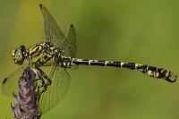 Onychogomphus forcipatus