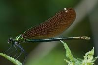 Calopteryx virgo