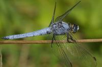 Orthetrum brunneum