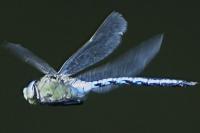 Anax imperator