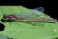 Pyrrhosoma nymphula