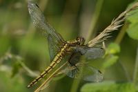 Orthetrum cancellatum