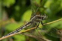 Orthetrum albistylum