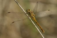 Sympetrum meridionale