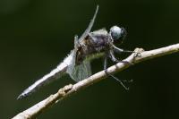 Libellula fulva
