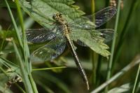 Gomphus pulchellus