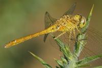 Sympetrum meridionale