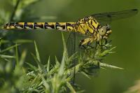 Onychogomphus forcipatus