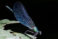 Calopteryx virgo