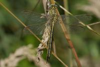 Gomphus pulchellus