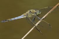 Orthetrum cancellatum