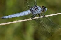 Orthetrum brunneum