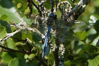 Anax imperator