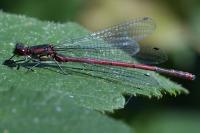 Pyrrhosoma nymphula