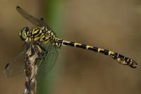 Onychogomphus forcipatus