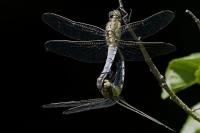 Orthetrum cancellatum