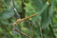 Sympetrum meridionale