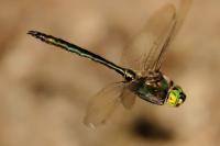 Somatochlora metallica