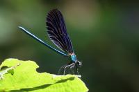 Calopteryx virgo