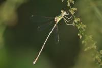 Lestes barbarus