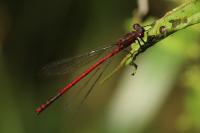 Pyrrhosoma nymphula