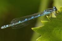 Coenagrion scitulum