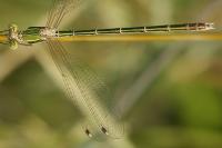 Lestes barbarus