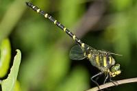 Cordulegaster boltonii