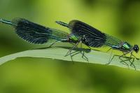 Calopteryx splendens