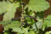 Onychogomphus forcipatus