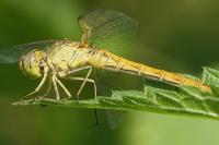 Sympetrum meridionale