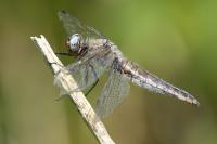 Libellula fulva
