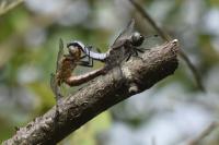 Libellula fulva