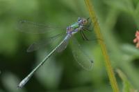 Lestes dryas