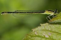 Ischnura elegans
